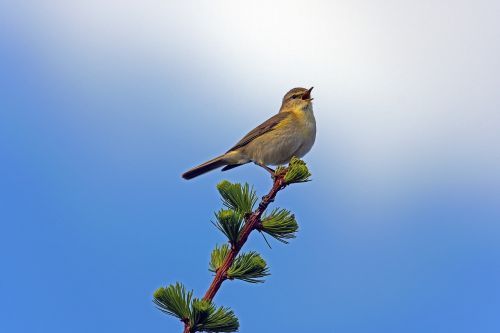 fitislaub singer songbirds nature