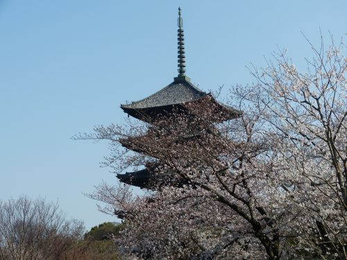 five-storied pagoda cherry spring kyoto