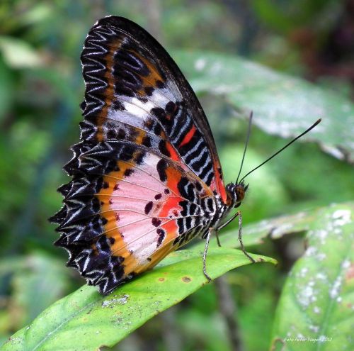 Butterfly From Bohol, Philippines