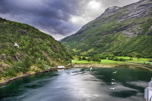 fjord  birds  norway