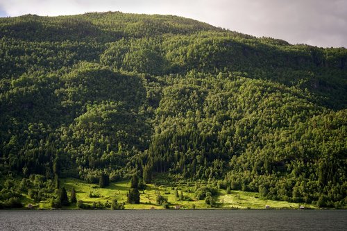 fjord  forest  nature