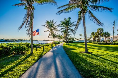 flag sun tree