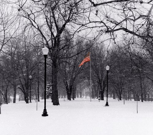 flag tree snow