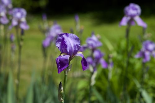 flag iris flower