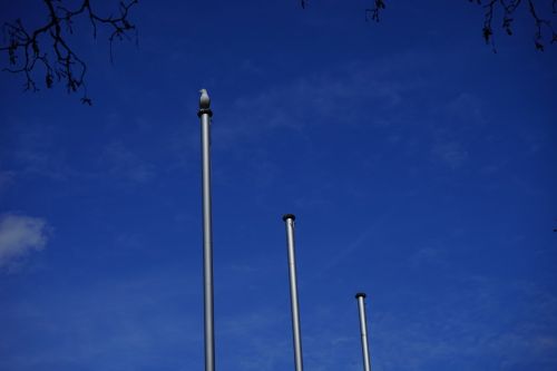 flag poles seagull animal