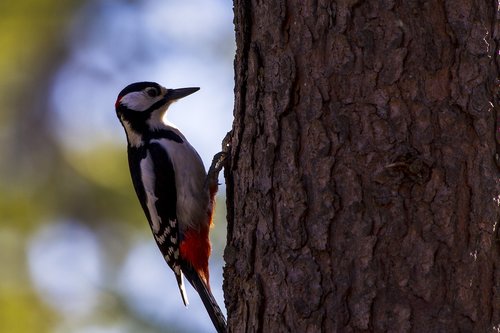 flaggspett  birds  the nature of the