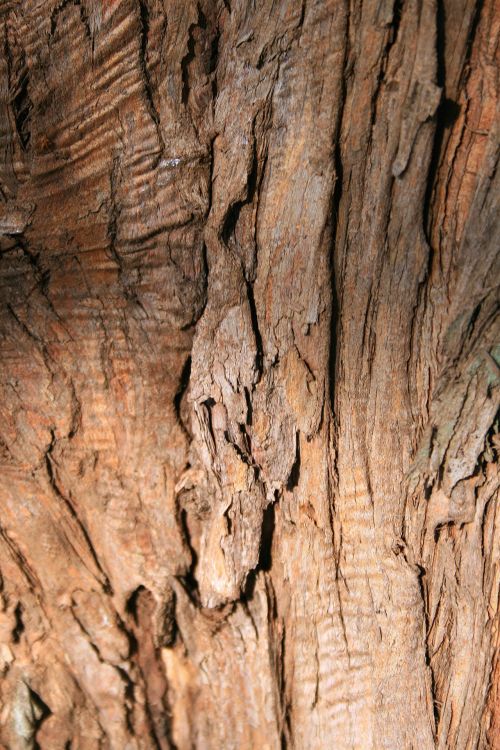 Flaking Tree Bark