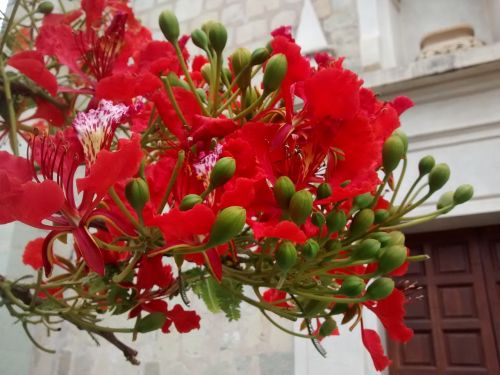 flamboyán flower red flower