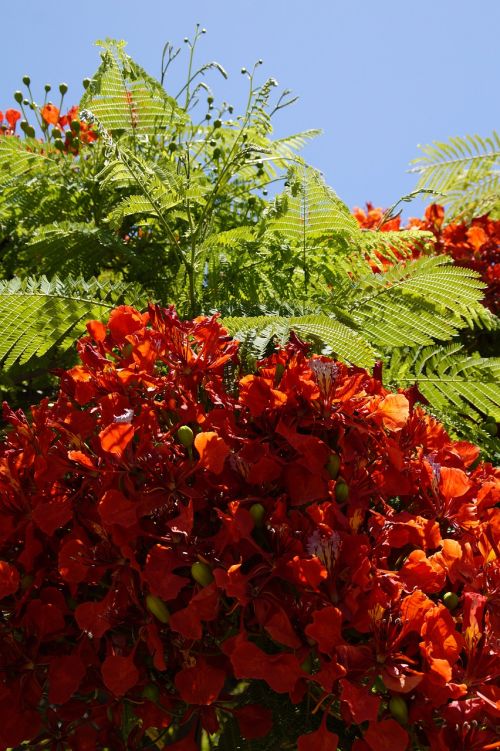 flamboyant delonix regia red