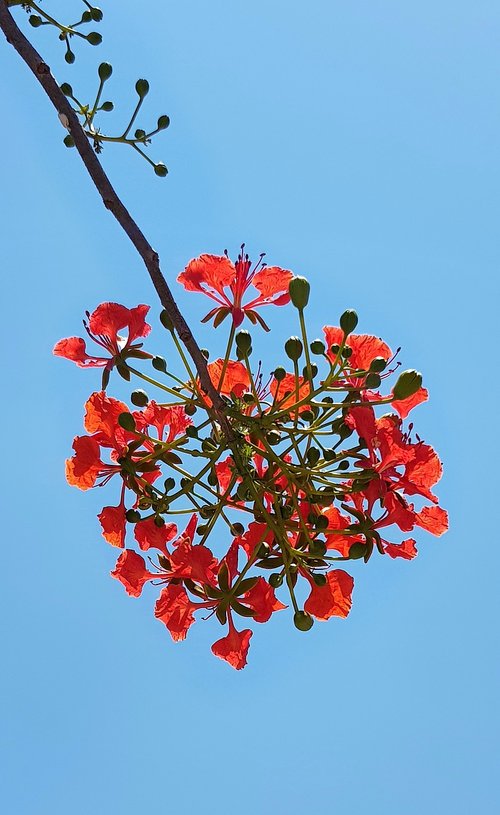 flamboyant  red  tree