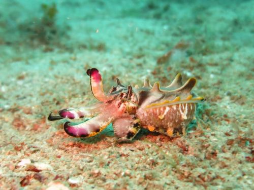 flamboyant cuttlefish cuttlefish ocean