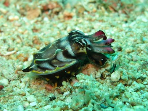 flamboyant cuttlefish cuttlefish cephalopod