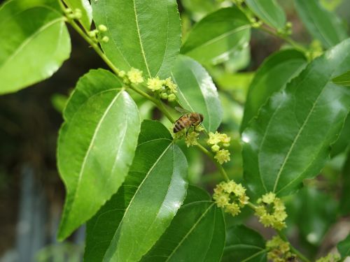 flame bee jujube trees