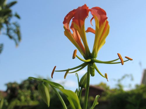 flame lilly flower plant