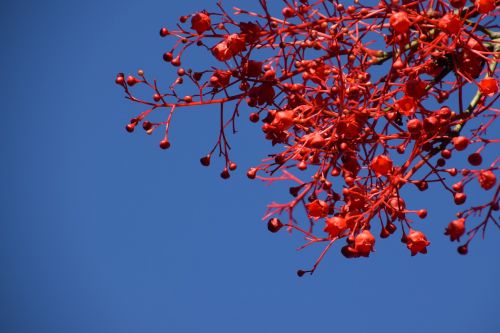 flame tree red summer