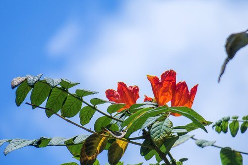 flame wood  nature  plant