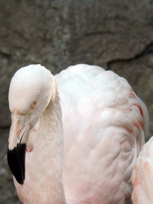 flamenco birds nature