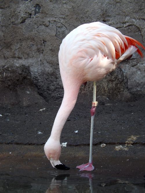 flamenco birds zoo