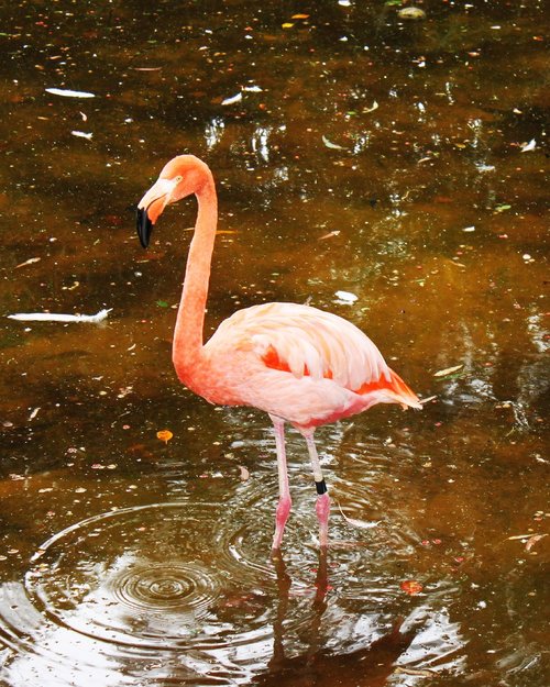 flamenco  ave  pink birds