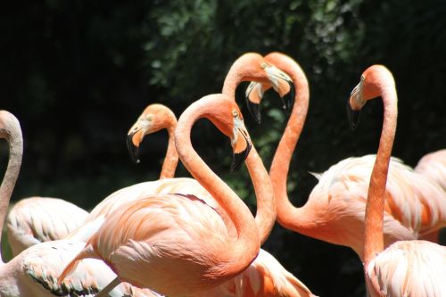 flamencos rosas aves