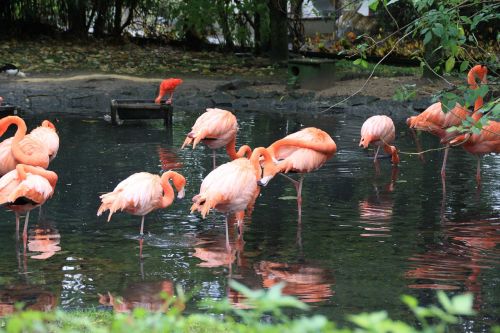 flament pink bird park