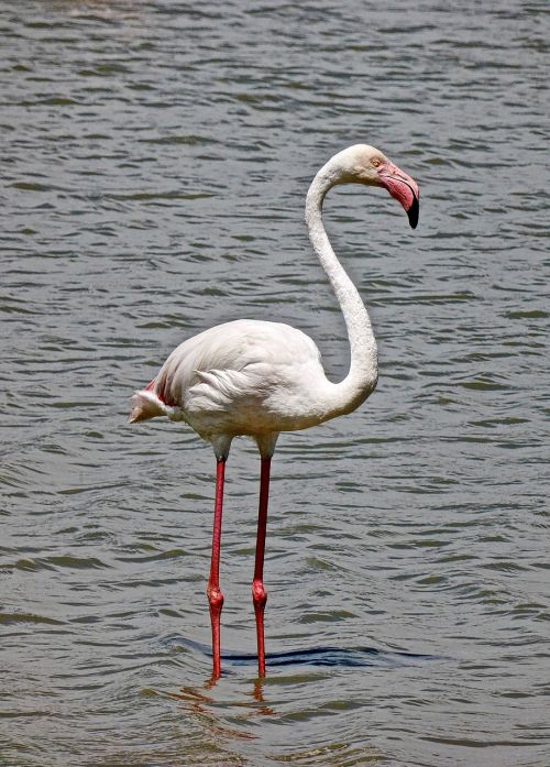 flamingo bird pink