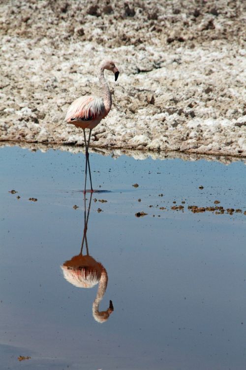 flamingo pink atacama desert