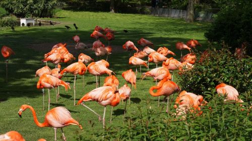 flamingo birds zoo