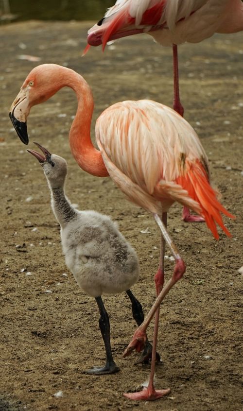flamingo pink water bird