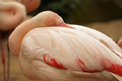 flamingo close up pink