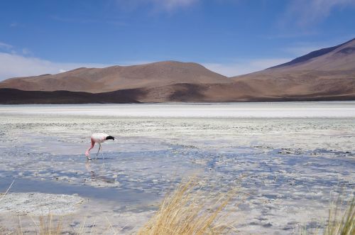 flamingo reserve lake