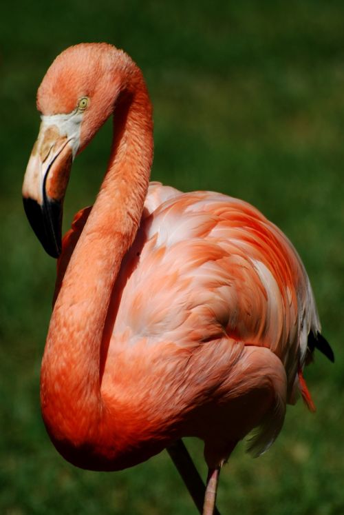 flamingo bird stately
