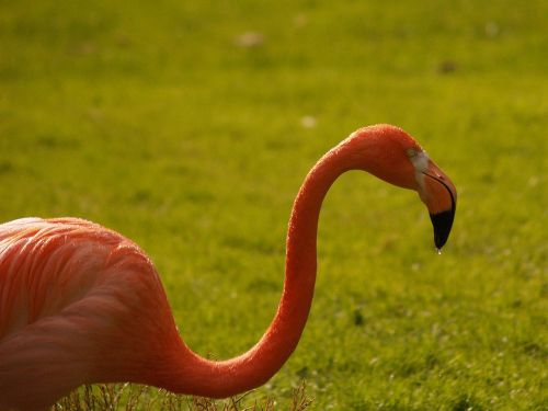 flamingo pink hiking