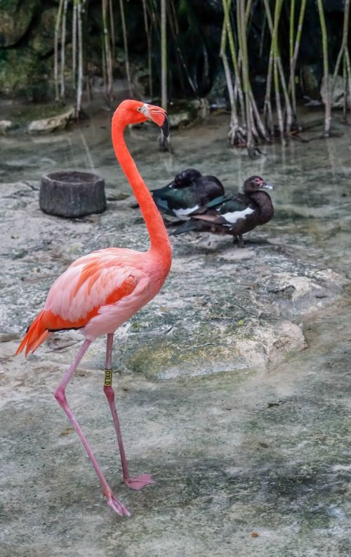 flamingo bird pink