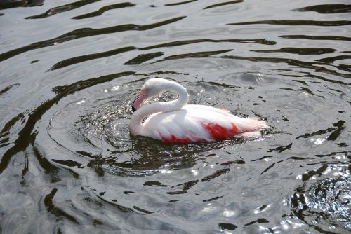 flamingo water wave