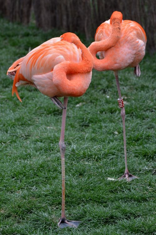 flamingo animal bird