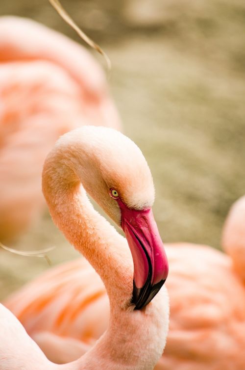 flamingo bird water bird