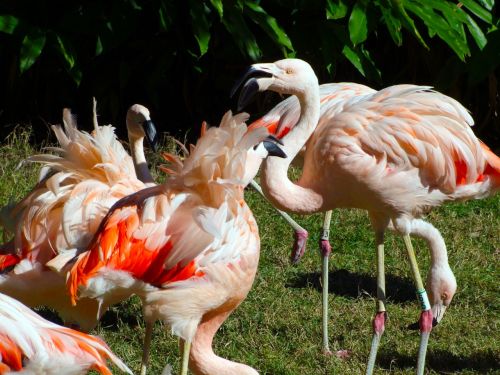 flamingo birds animal