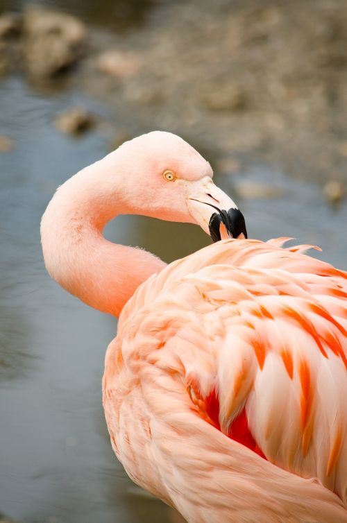 flamingo water bird pink flamingo