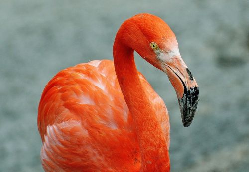 flamingo bird colorful