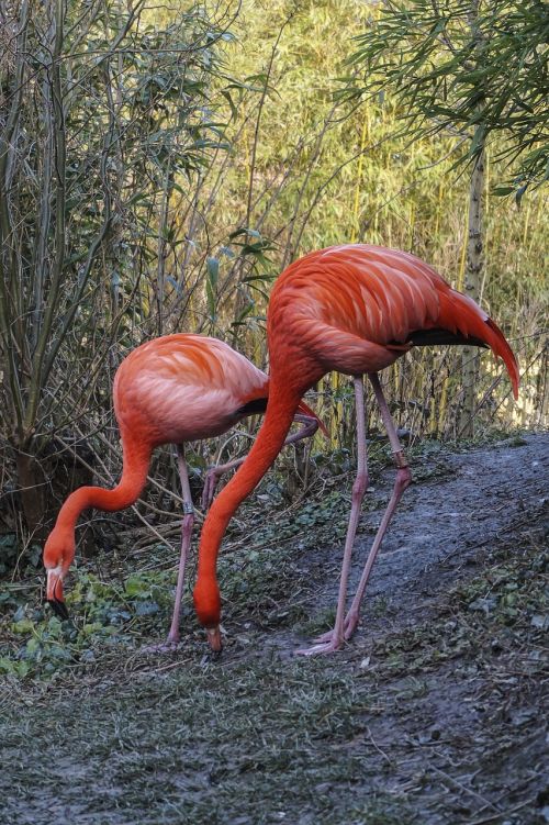 flamingo zoo water