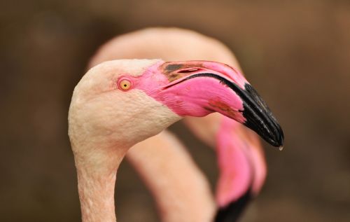 flamingo bill bird