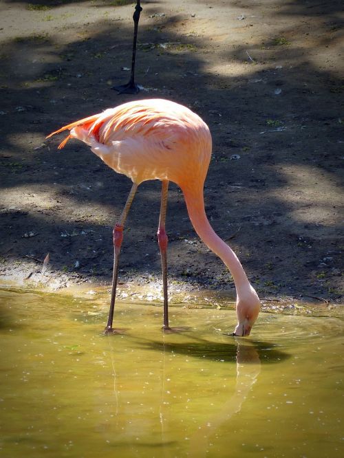 flamingo drink bird