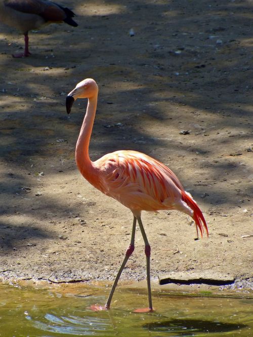 flamingo bird nature