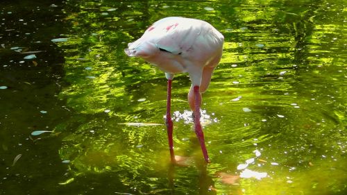 flamingo bird pink