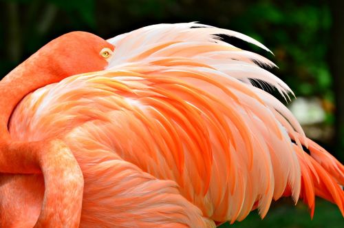 flamingo close up nature