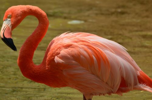flamingo pink wildlife