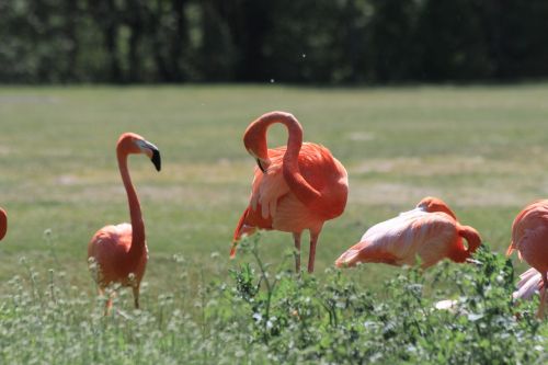 flamingo zoo birds