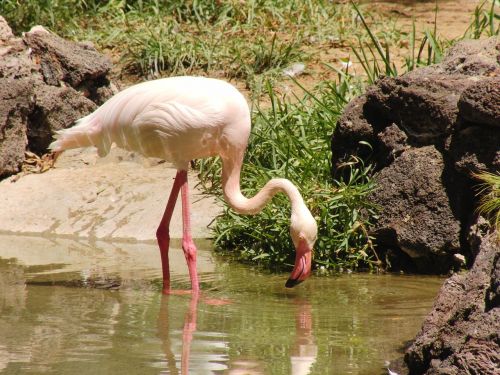 flamingo bill bird