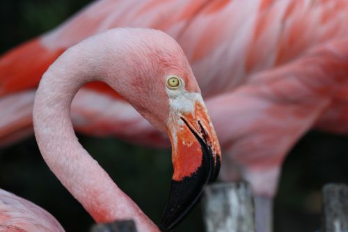 flamingo bird avian